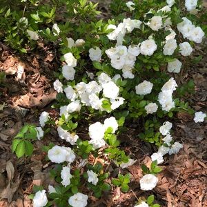 Meet your Posher, Ginger